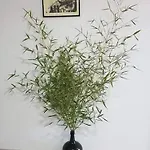 Apartment Casa Moscatel - Douro Valley *